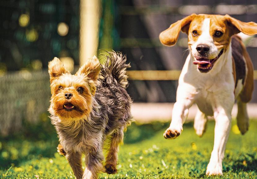 Pet Place
